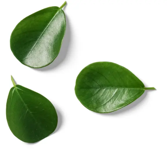 Leaf